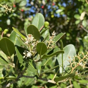 Apodytes dimidiata White pear Witpeer