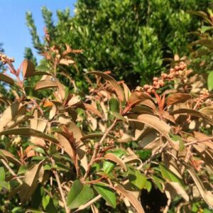 Croton gratissimus Lavender Feverberry Laventelkoorsbessie
