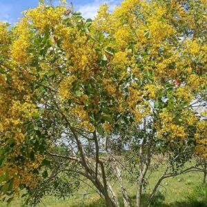 Pterocarpus rotundifolius Round-leaved Bloodwood. Dopperkiaat - 50 L