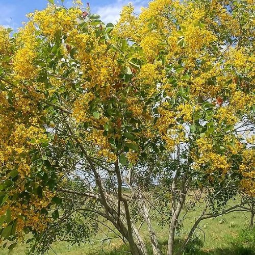 Pterocarpus rotundifolius Round-leaved Bloodwood. Dopperkiaat - 50 L
