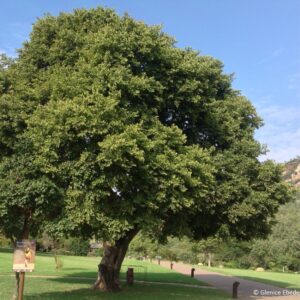 Celtis africana African White-Stinkwood Witstinkhout