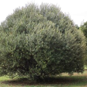 Olea E. africana Wild Olive Olienhout