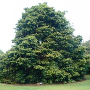 Podocarpus latifolius Broad-leaved Yellowwood Opregte Geelhout  - South Africa’s national tree