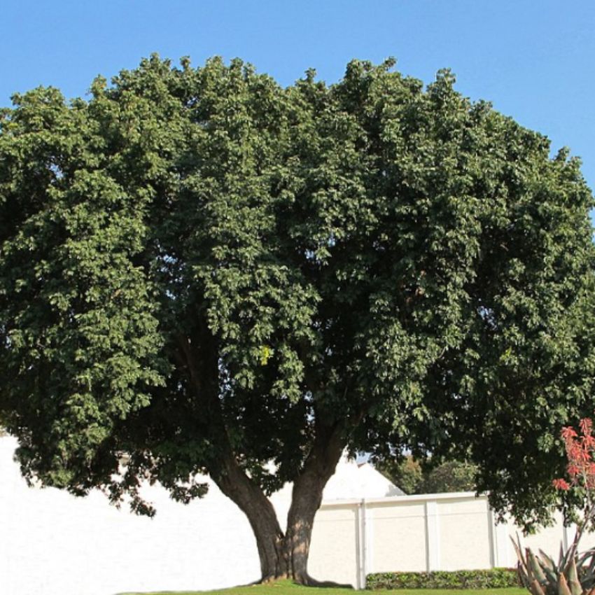Trichilia emetica Natal Mahogany Rooiessenhout