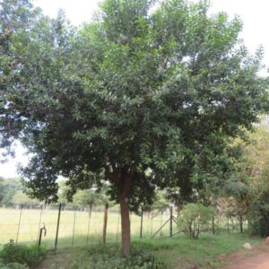 Warburgia salutaris Pepperbark Tree Peperbasboom
