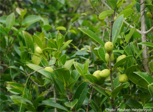 Chionanthus foveolatus